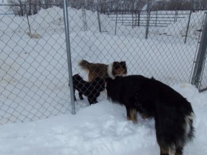 Hello Thor, pleased to meet you! I'm Sammy and I'm a 2 year old black Havanese ..are you an Aussie?