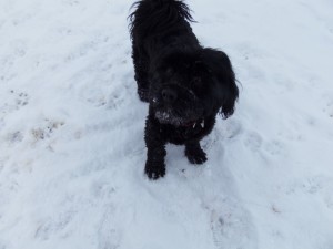 Hi there, I'm Sammy ..and I'm at ''boarding school'' my folks think I need to learn something....I think I'm pretty smart........