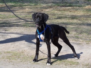 Hi I'm Bear ...I'm walking my trainer, it's real cool!