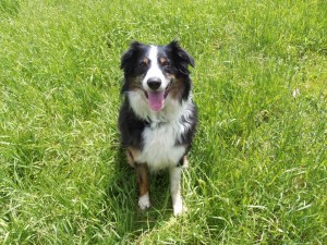 HI! I'm Ripley the Aussie ..I need to find a new home. I'm a male dog (don't worry I'm fixed) lol....