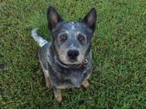 I'm Billy the Blue Healer! Got something interesting for me to do today?