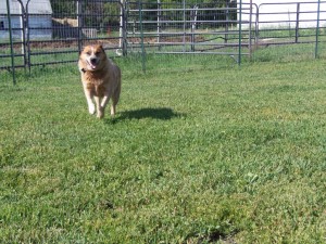 I'm Bandy the Cattle Dog I'm FAST! catch me if you can!