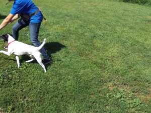 Engagement is important before any training exercise..interacting with your dog is fun !